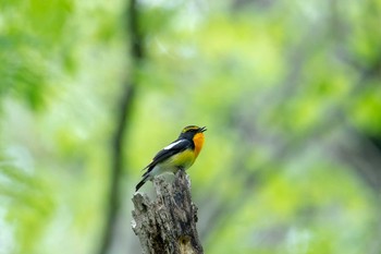 Narcissus Flycatcher 平筒沼(宮城県登米市) Wed, 5/2/2018