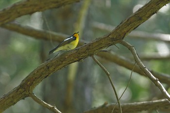 Narcissus Flycatcher 陣馬山 Sun, 4/29/2018