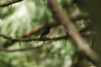 Blue-and-white Flycatcher 陣馬山 Sun, 4/29/2018