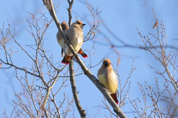 Japanese Waxwing Higashitakane Forest park Sun, 2/26/2023