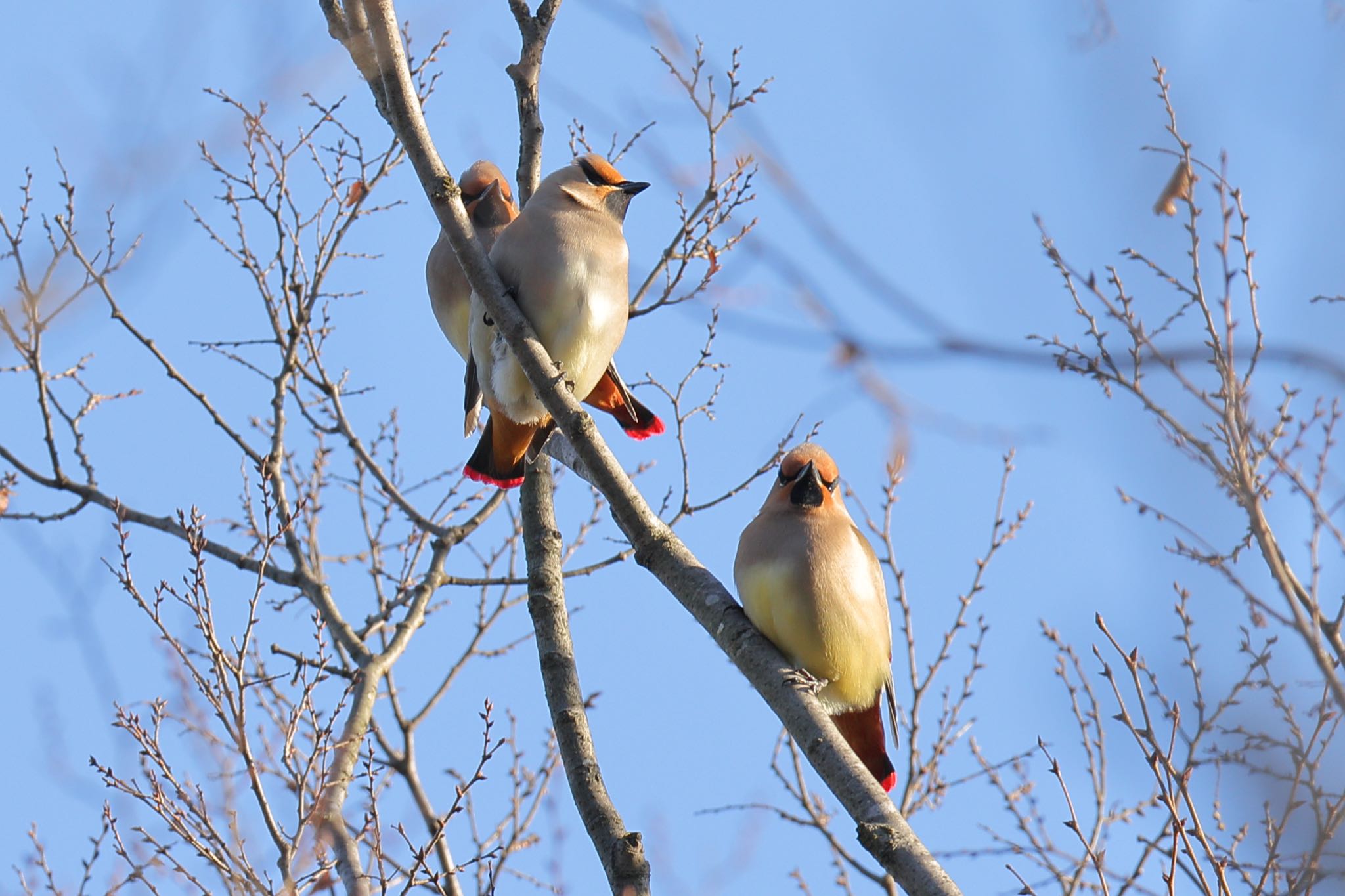 Photo of Japanese Waxwing at Higashitakane Forest park by こぐまごろう