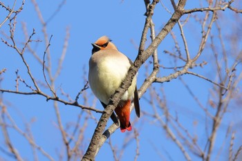 Japanese Waxwing Higashitakane Forest park Sun, 2/26/2023