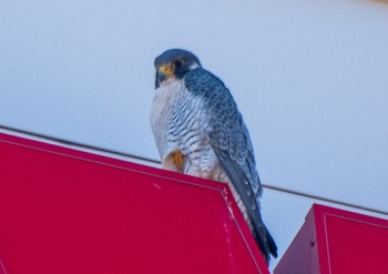 Peregrine Falcon 静岡県 Sun, 2/26/2023