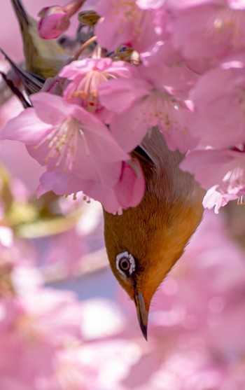 Warbling White-eye みどりーな Sun, 2/26/2023