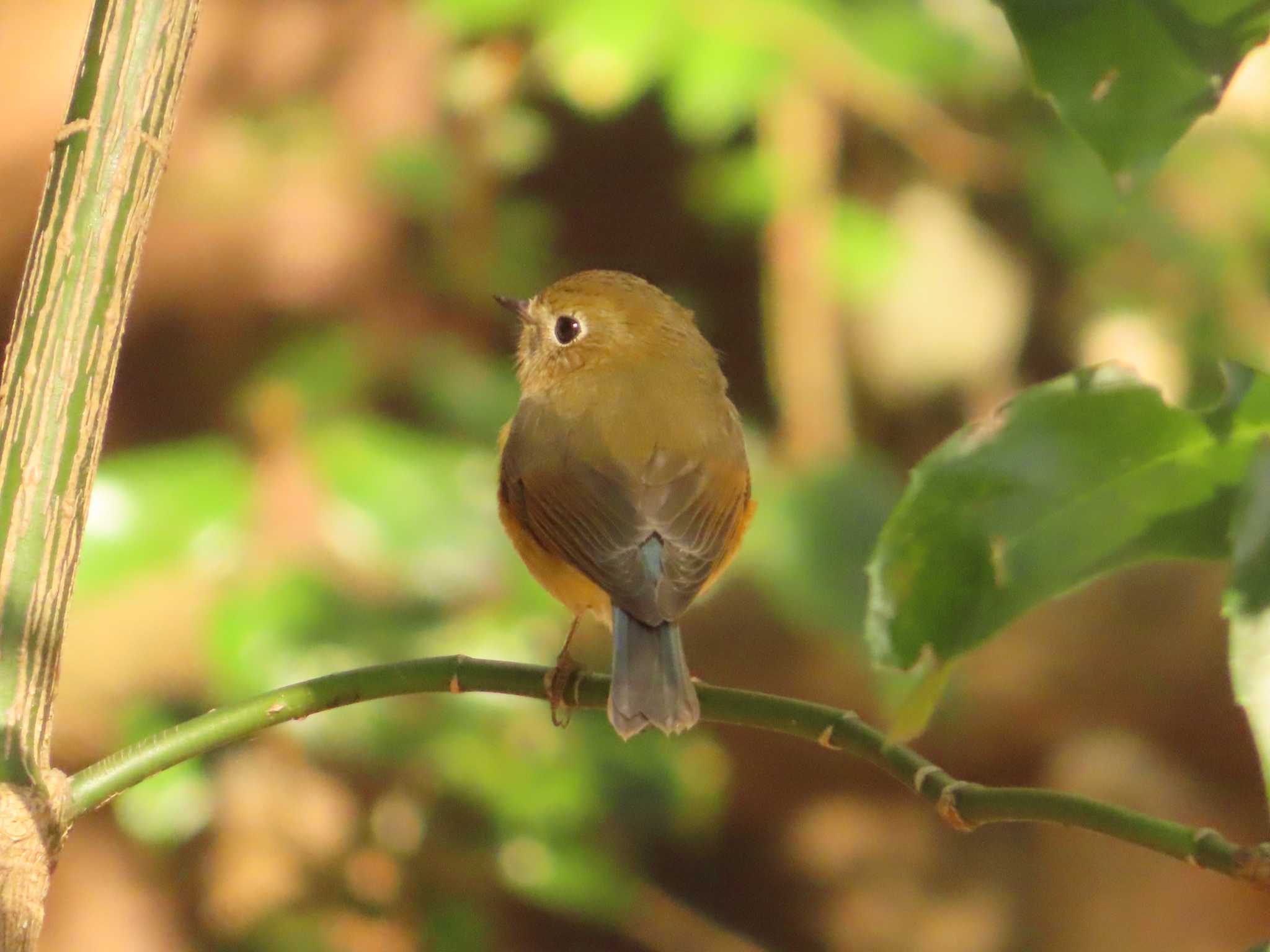 道保川公園 ルリビタキの写真