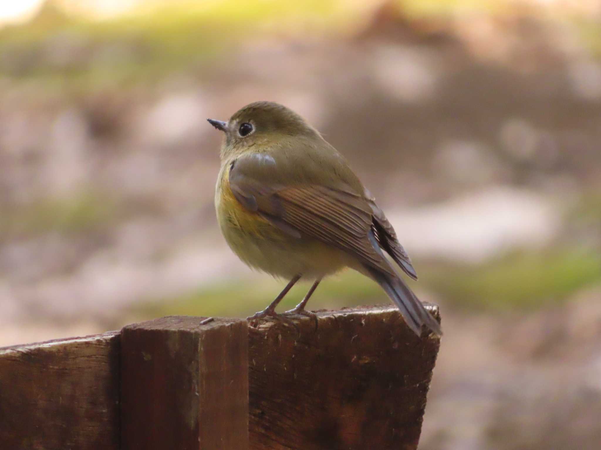 道保川公園 ルリビタキの写真