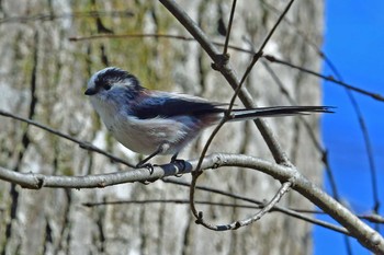 エナガ 青葉山公園 2023年2月26日(日)