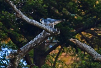 ハヤブサ 青葉山公園 2023年2月26日(日)