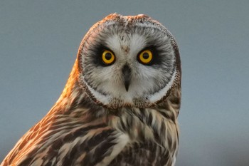 Short-eared Owl 江戸川(三郷) Thu, 2/23/2023