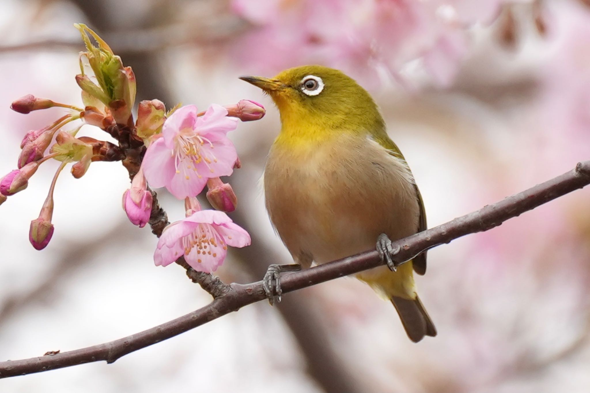 東高根森林公園 メジロの写真