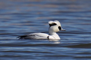 Smew Shin-yokohama Park Sun, 2/26/2023