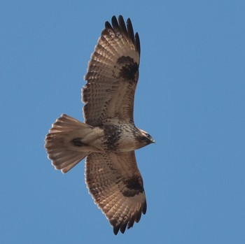 ノスリ 東京港野鳥公園 2023年2月23日(木)