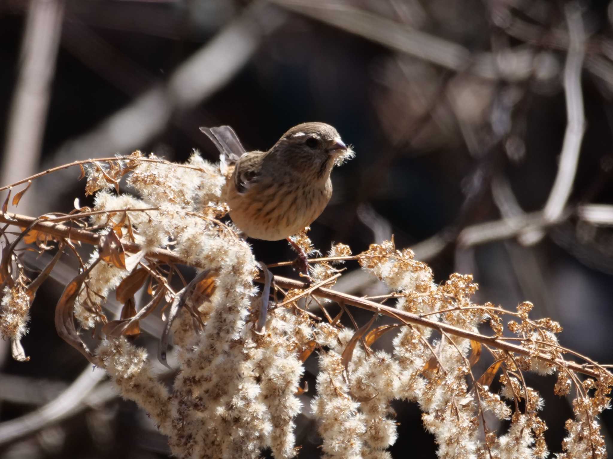 秩父 ベニマシコの写真 by little birds