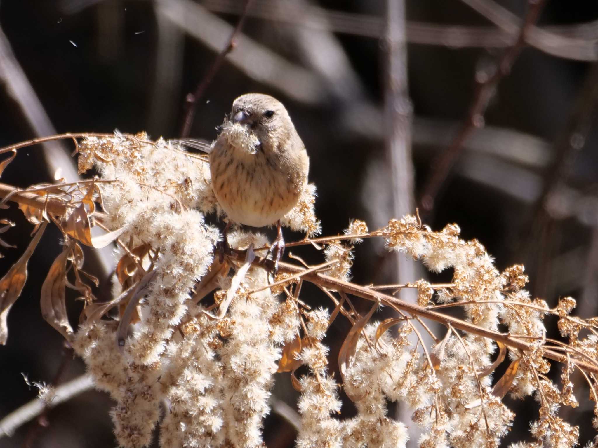 ベニマシコ3態。　日に2回やってきますが・・ by little birds