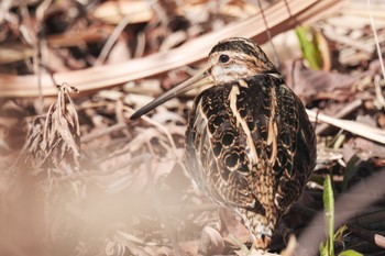 Common Snipe Shin-yokohama Park Sun, 2/26/2023