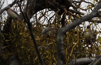 Japanese Waxwing 和歌山城公園 Sun, 2/26/2023