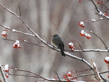 2023年2月26日(日) 真駒内公園の野鳥観察記録