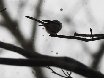 2023年2月26日(日) 西岡公園(西岡水源地)の野鳥観察記録