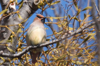 Japanese Waxwing Higashitakane Forest park Sun, 2/26/2023