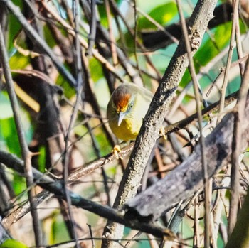 ムナフムシクイチメドリ khao ang rue nai wildlife sanctuary 2023年2月20日(月)