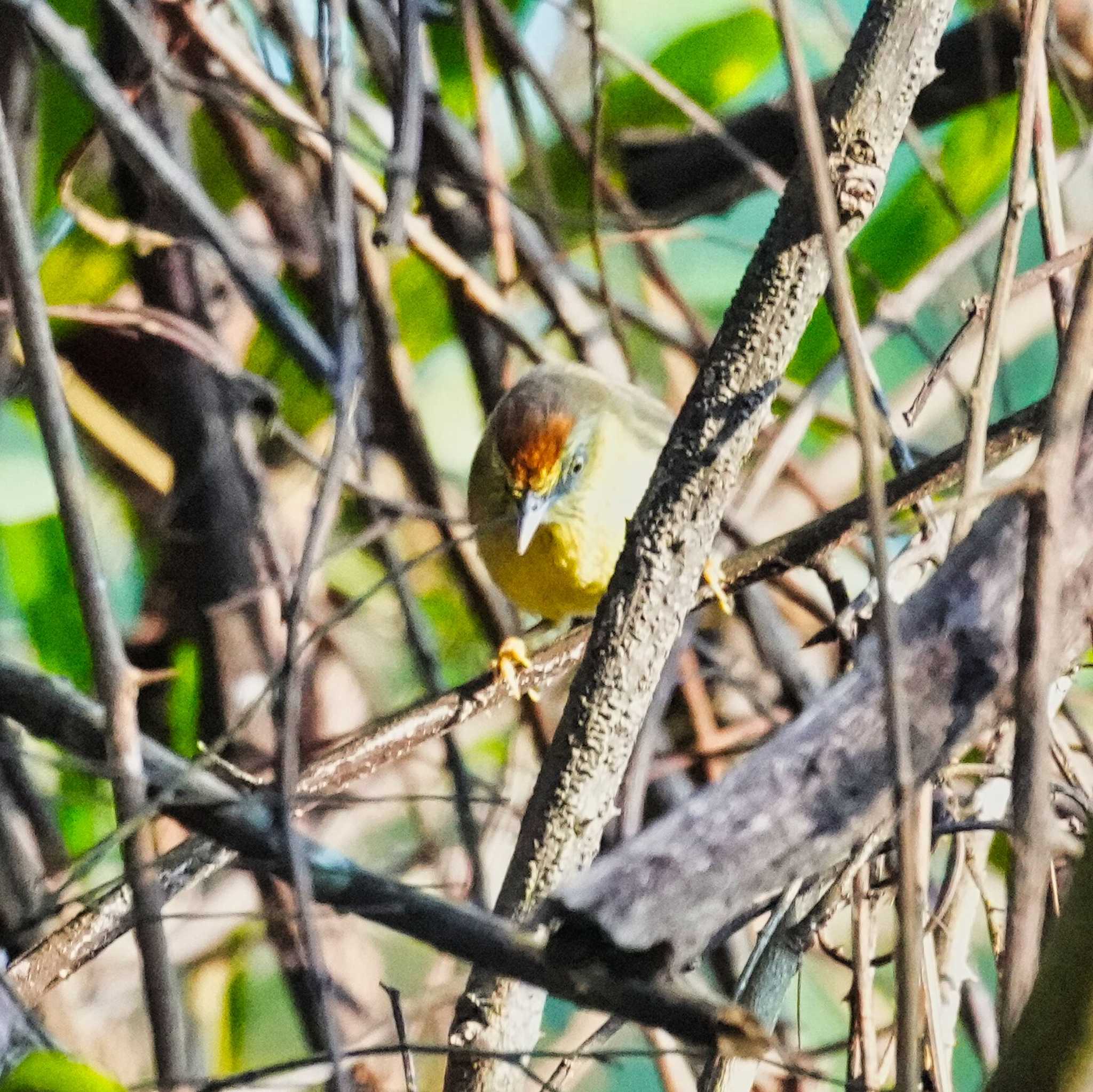 Pin-striped Tit-Babbler