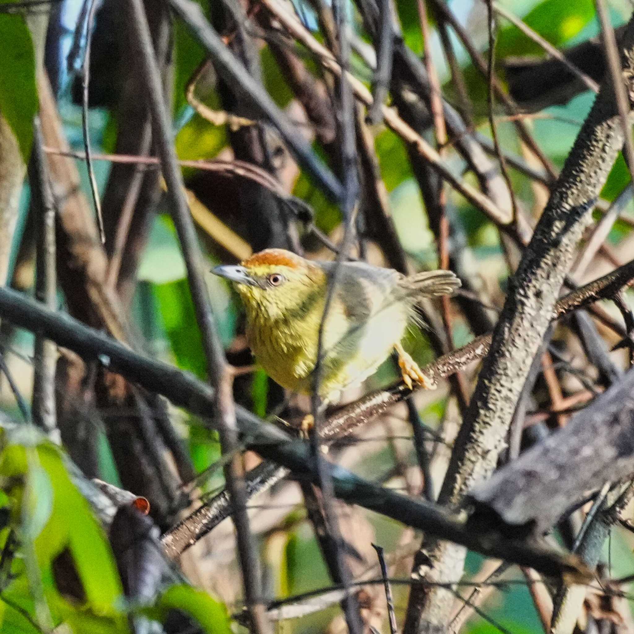 khao ang rue nai wildlife sanctuary ムナフムシクイチメドリの写真 by span265