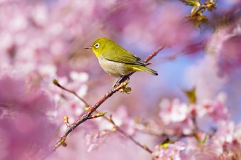 メジロ 千葉県 和田浦 2023年2月26日(日)