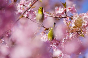 メジロ 千葉県 和田浦 2023年2月26日(日)