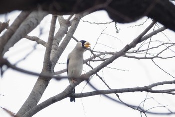 Japanese Grosbeak 大室公園 Sun, 2/19/2023