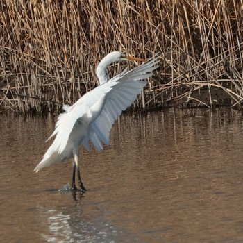 ダイサギ 東京港野鳥公園 2023年2月23日(木)