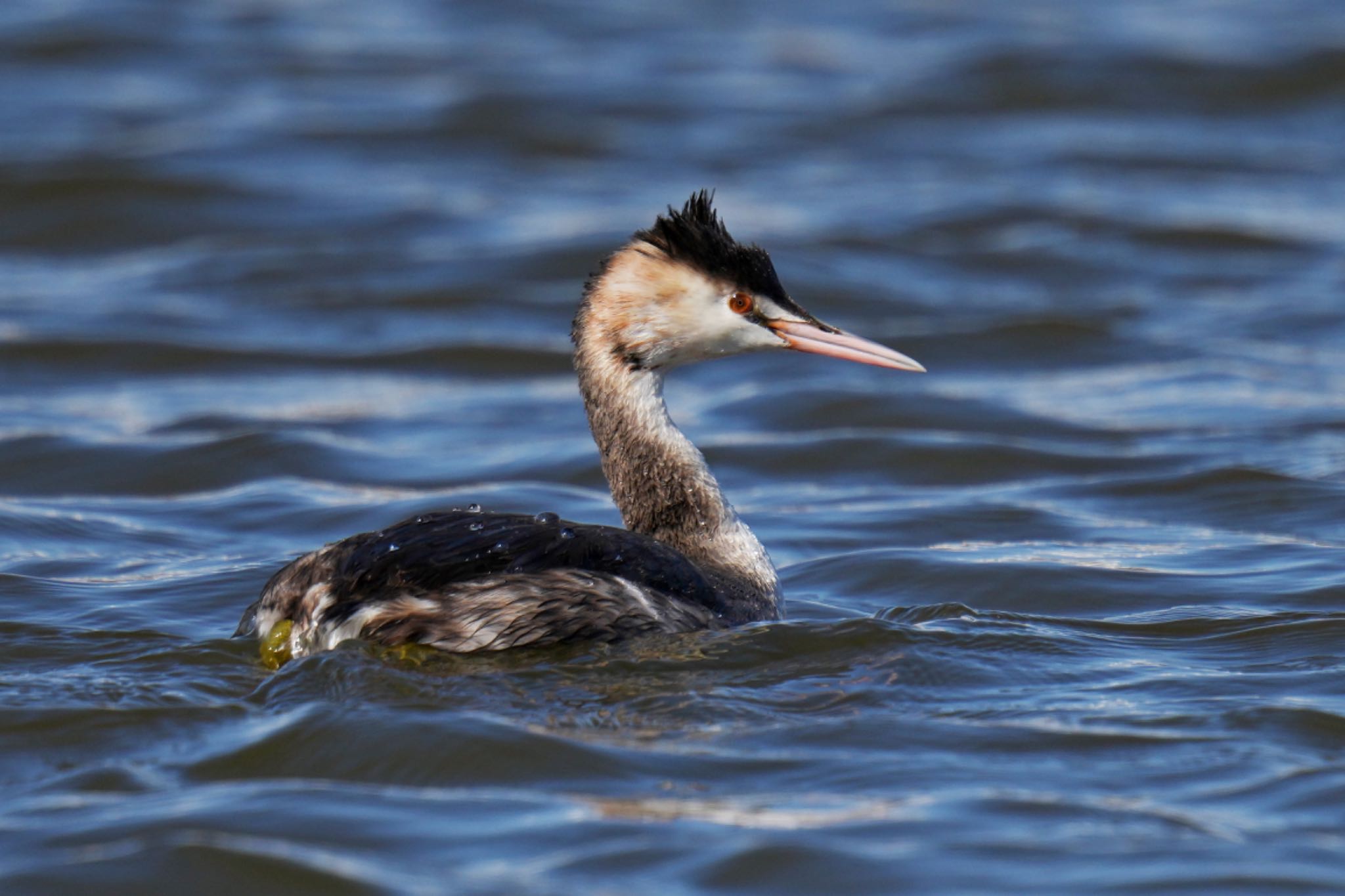 Great Crested Grebe