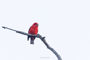 Scarlet Finch Doi Sanju Sun, 2/19/2023