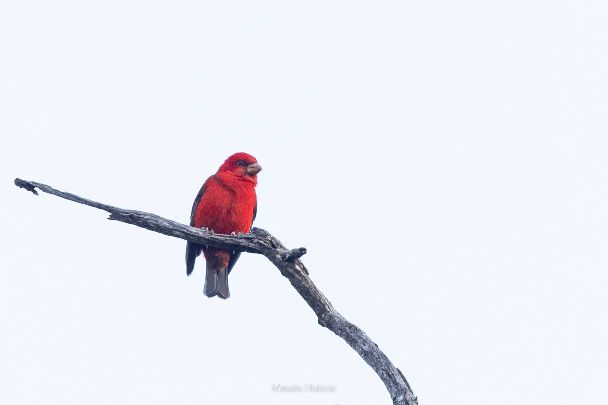 Photo of Scarlet Finch at Doi Sanju by Trio