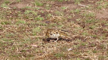 White's Thrush Arima Fuji Park Sun, 2/26/2023