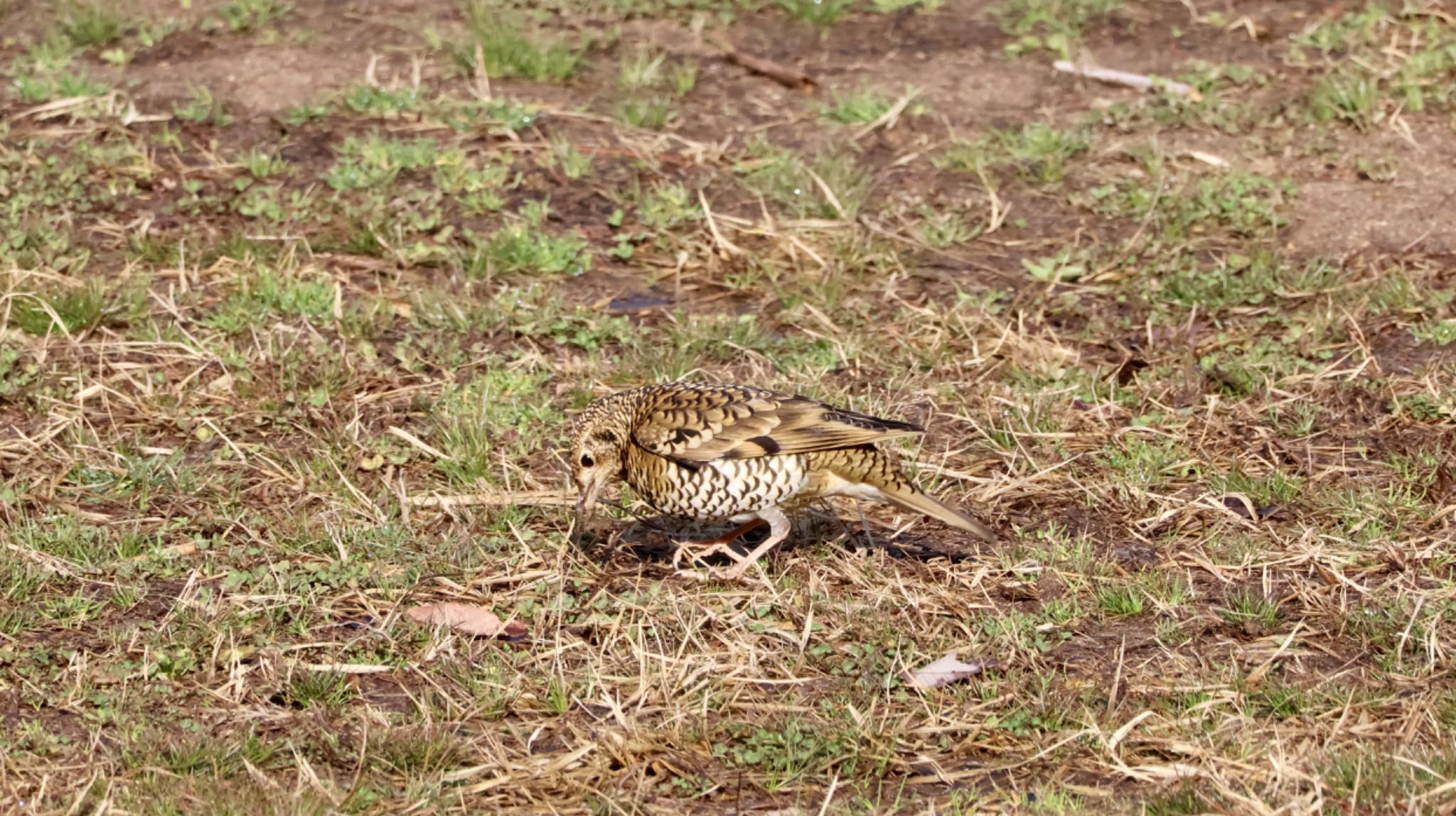 Photo of White's Thrush at Arima Fuji Park by 洗濯バサミ