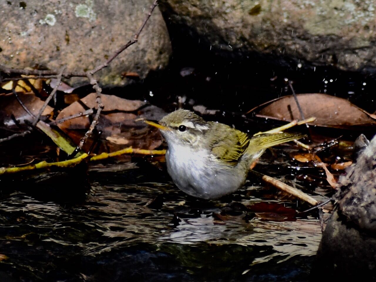 Photo of Eastern Crowned Warbler at  by ヨウコ