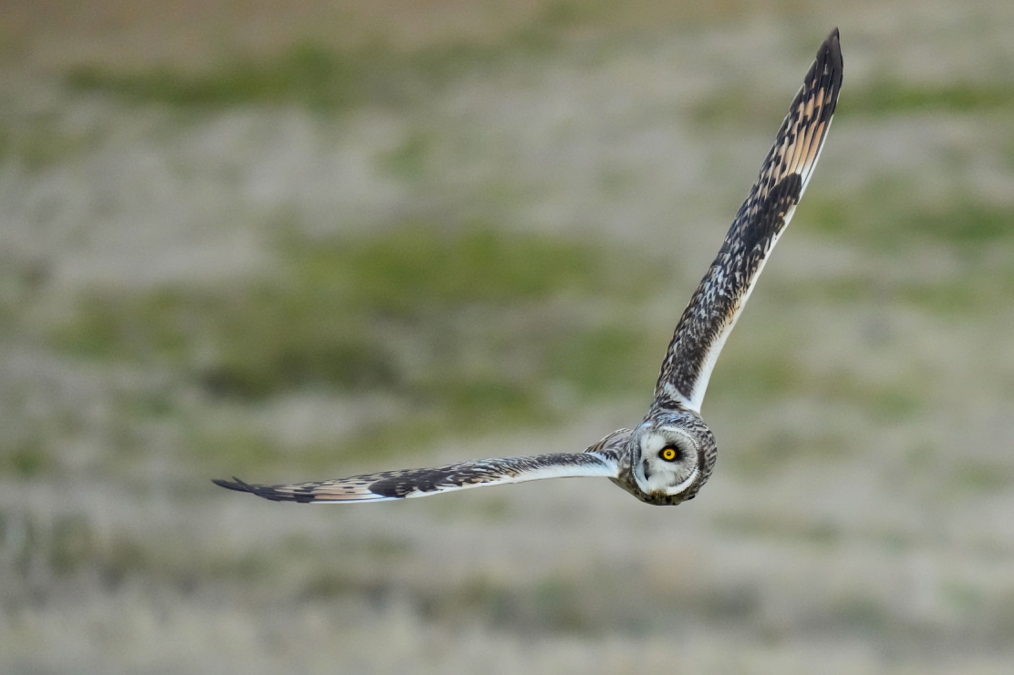 江戸川(三郷) コミミズクの写真 by アポちん