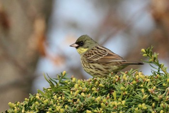 Masked Bunting 北海道 函館市 東山 Wed, 5/2/2018