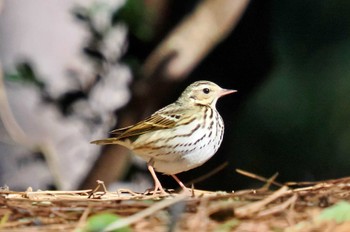 ビンズイ 葛西臨海公園 2023年2月27日(月)