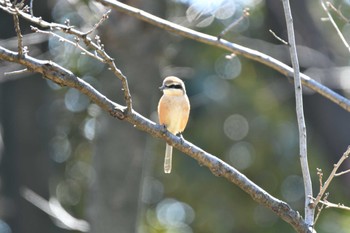 Bull-headed Shrike 庄内緑地公園 Mon, 2/27/2023