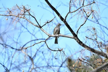 Brown-eared Bulbul 庄内緑地公園 Mon, 2/27/2023