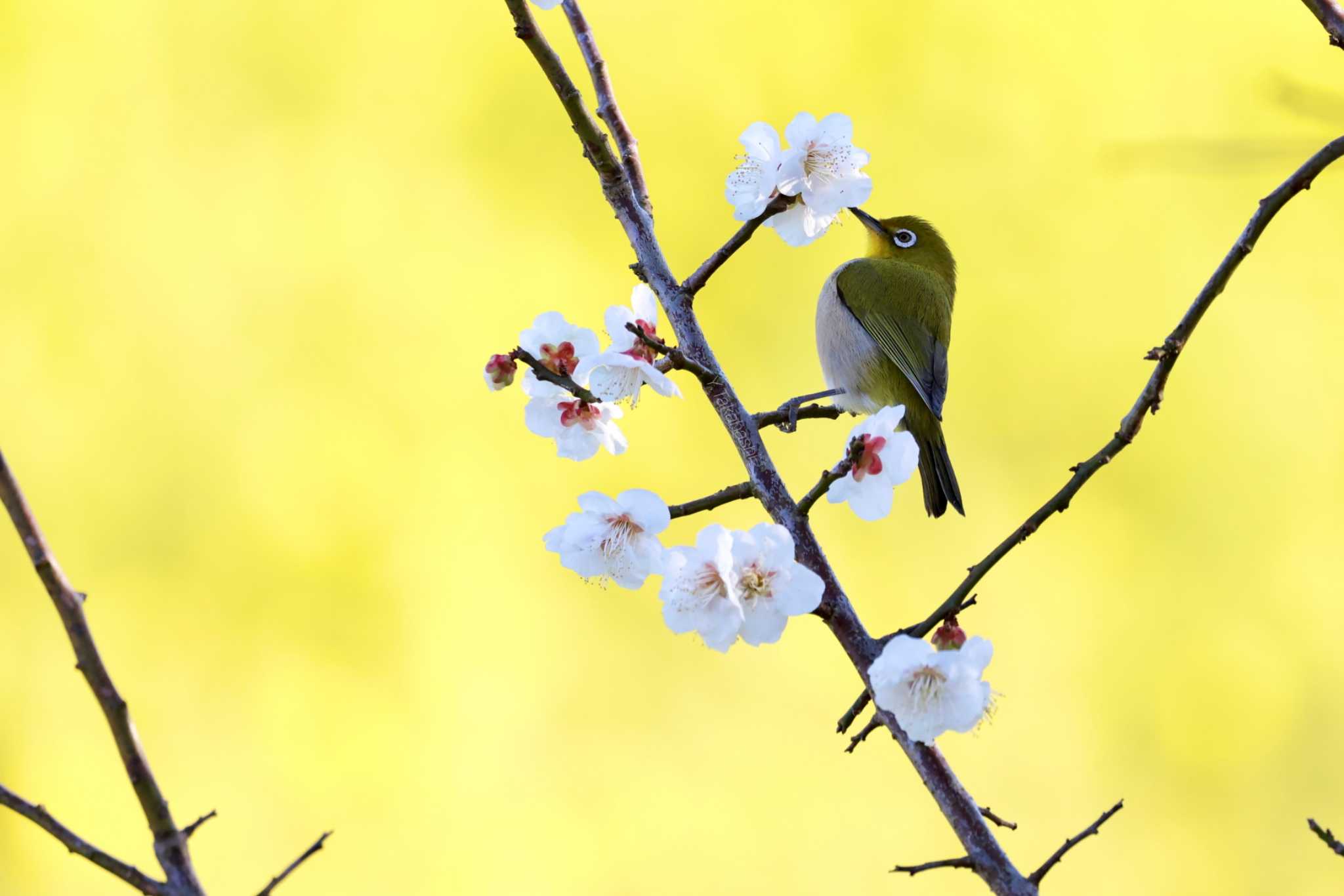 静岡県浜松市 メジロの写真 by 八丈 鶫