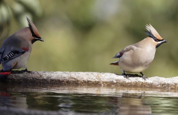 Japanese Waxwing 和歌山城公園 Mon, 2/27/2023