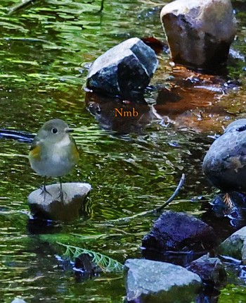 Red-flanked Bluetail Unknown Spots Unknown Date