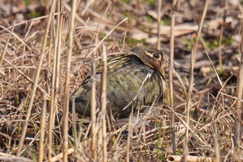 Greater Painted-snipe Mizumoto Park Thu, 2/23/2023