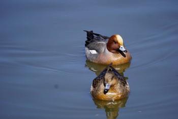 Eurasian Wigeon 乙戸沼 Mon, 2/27/2023