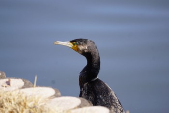 Great Cormorant 乙戸沼 Mon, 2/27/2023