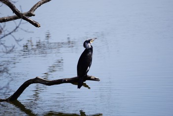 Great Cormorant 乙戸沼 Mon, 2/27/2023