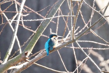 カワセミ 大堀川水辺公園 2023年2月27日(月)