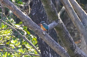 2023年2月27日(月) 万代池の野鳥観察記録